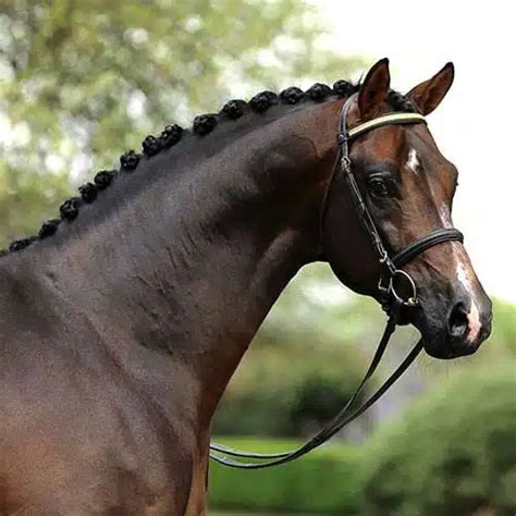 versace warmblood|bloomfield farm Versace.